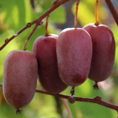 Актинидия ПУРПУРНО САДОВАЯ  аргута в Жодино