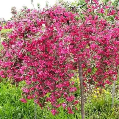 Яблоня КИНГ БЬЮТИ декоративная в Жодино