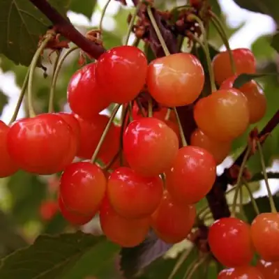 Черешня ФАТЕЖ в Жодино