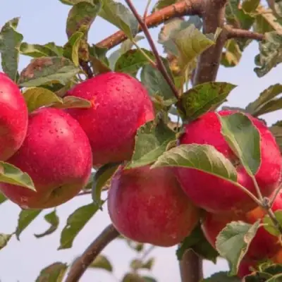 Яблоня РОЖДЕСТВЕНСКОЕ в Жодино