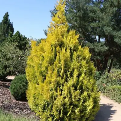 Туя СТОУНХАМ ГОЛД складчатая в Жодино