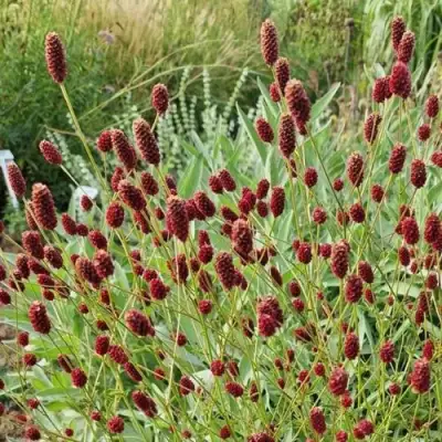 Кровохлебка БИТЛВИНГЗ в Жодино