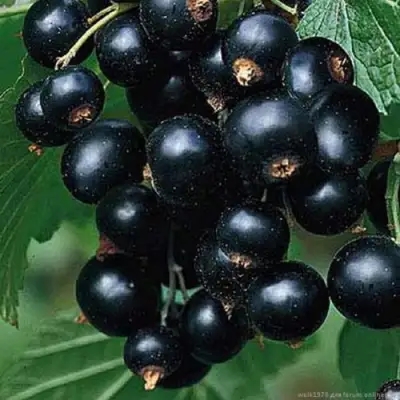 Смородина черная БЕН КОНАН в Жодино