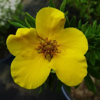 Лапчатка ГОЛДФИНГЕР кустарниковая в Жодино