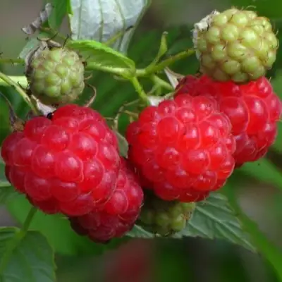 Малина СОЛНЫШКО в Жодино