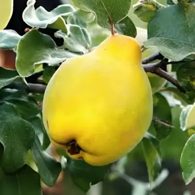 Айва МИР в Жодино