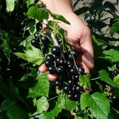 Смородина чёрная СЕЛЕЧЕНСКАЯ в Жодино