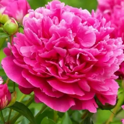 Пион НОЧНЫЕ ГРЕЗЫ древовидный в Жодино