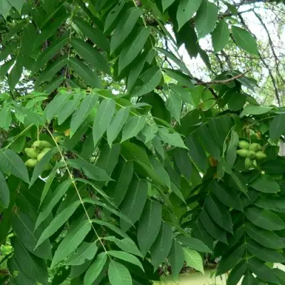 Орех МАНЬЧЖУРСКИЙ в Жодино