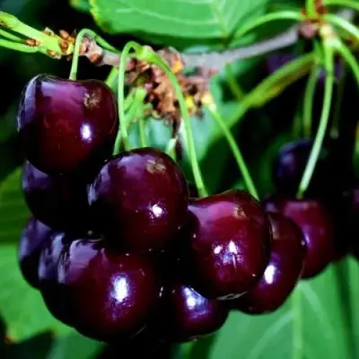 Дюк НОЧКА в Жодино