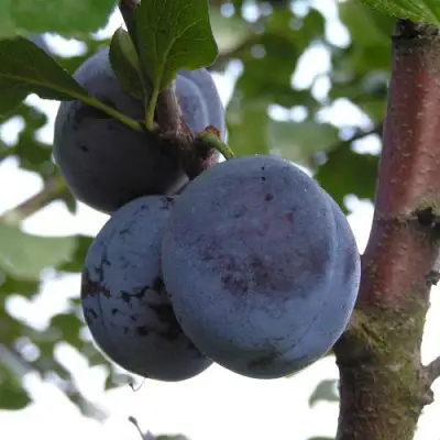 Слива ВЕНГЕРКА БЕЛОРУССКАЯ в Жодино