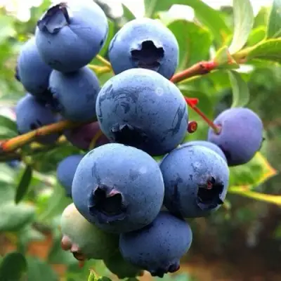 Голубика ДЮК в Жодино