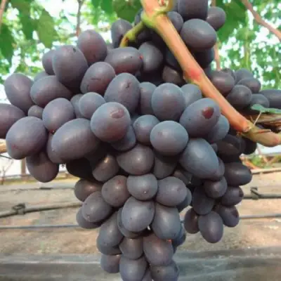 Виноград ПОДАРОК НЕСВЯТАЯ в Жодино