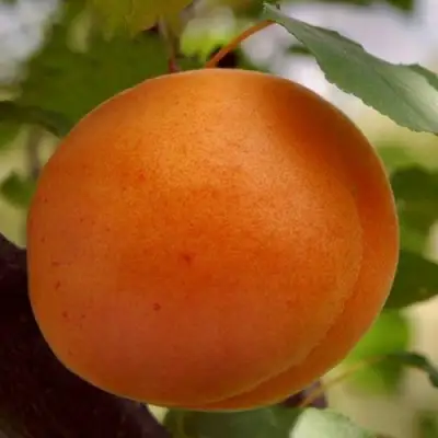 Абрикос ОЛИМП в Жодино