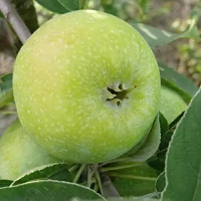 Яблоня РЕНЕТ СИМИРЕНКО в Жодино