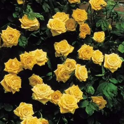 Роза ЛАНДОРА чайно-гибридная в Жодино