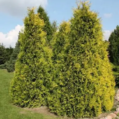 Туя АУРЕОСПИКАТА западная в Жодино