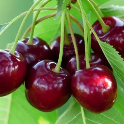 Дюк ЖИВИЦА (ЧЕРЕВИШНЯ) в Жодино