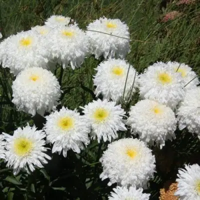 Нивяник ФИОНА ГОГХИЛЛ великолепный в Жодино