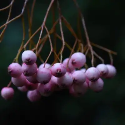 Рябина ПЕКИНСКАЯ сладкоплодная в Жодино