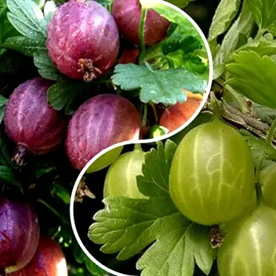 Комплект РЕДКИЙ СЧАСТЛИВЧИК в Жодино