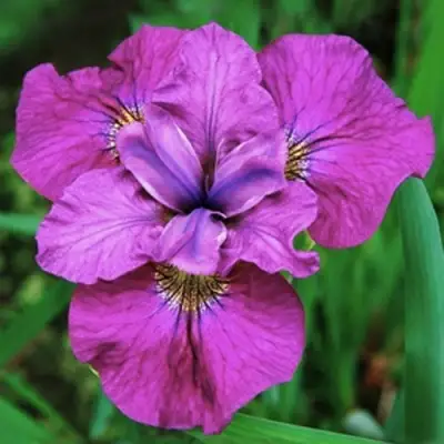 Ирис СИ Я ЛЕЙТЕР сибирский в Жодино