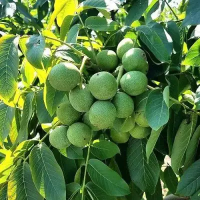 Грецкий орех  ИЗЯЩНЫЙ в Жодино