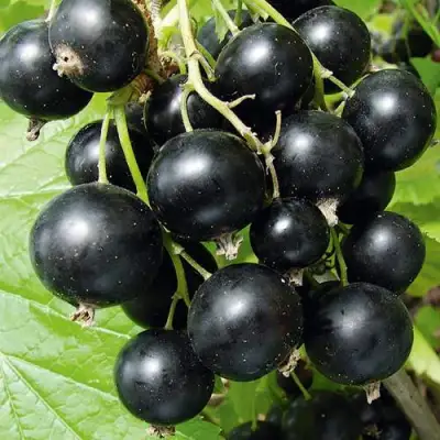 Смородина черная АРАПКА в Жодино