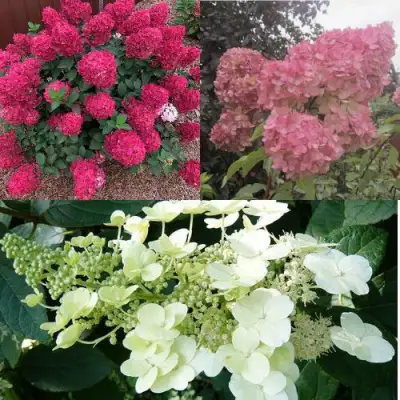 Комплект САД ЭМОЦИЙ в Жодино