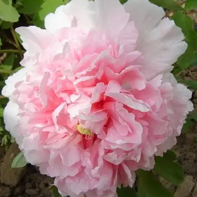 Пион БУКЕТ РОЗОВЫХ ГВОЗДИК древовидный в Жодино