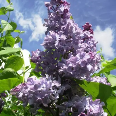 Сирень КРЫЛЬЯ НАДЕЖДЫ в Жодино