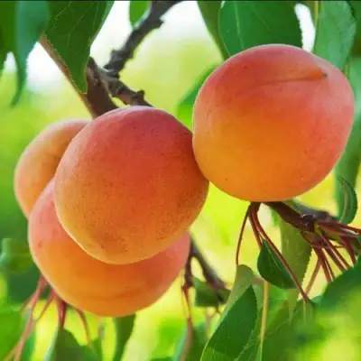 Абрикос ДЕБЮТ в Жодино