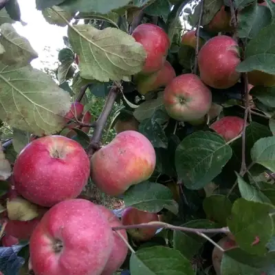 Яблоня АЛЬВА в Жодино