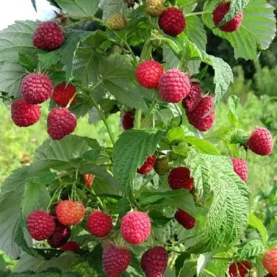 Малина БРУСИЛОВСКАЯ в Жодино