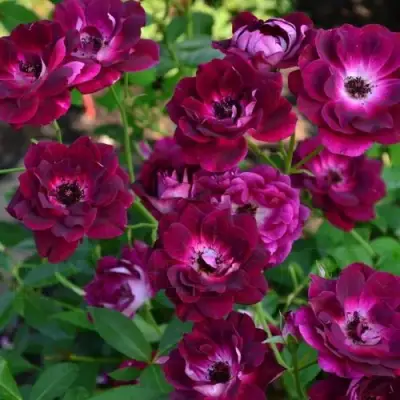 Роза БУРГУНДИ АЙС флорибунда в Жодино