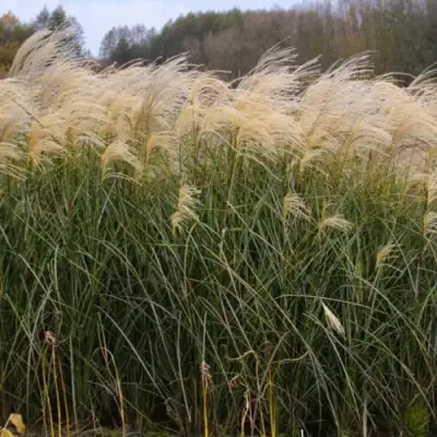 Мискантус ВАНИЛЛА СКАЙ китайский в Жодино