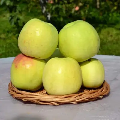 Яблоня БИРСКОЕ ГРУШЕВОЕ (БИЧИК) в Жодино