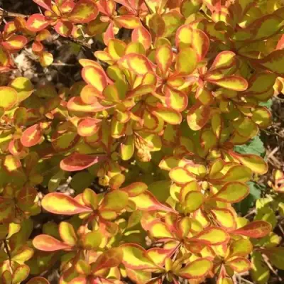 Барбарис САММЕР САНСЕТ тунберга в Жодино