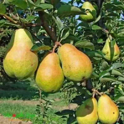 Груша ДОБРЯНКА в Жодино