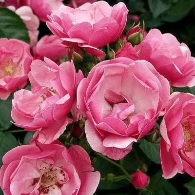 Роза АНГЕЛА флорибунда в Жодино