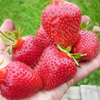 Клубника ЭЛИАНЕ в Жодино