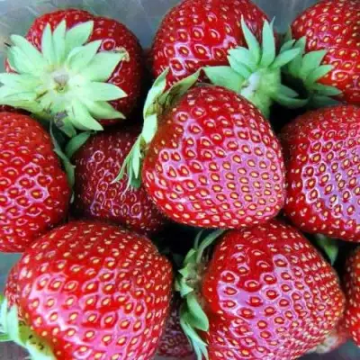 Клубника МАЛЬВИНА в Жодино