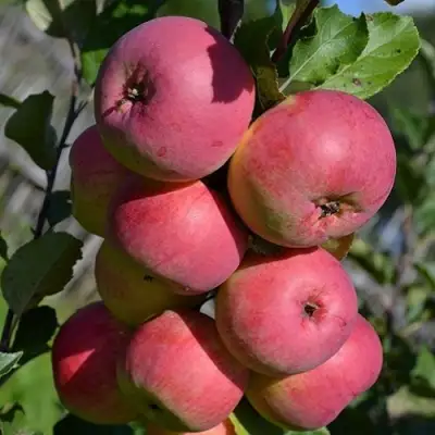 Яблоня ВЭМ-РОЗОВЫЙ в Жодино