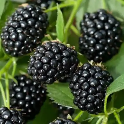 Ежевика ТРИПЛ КРАУН бесшипная  в Жодино