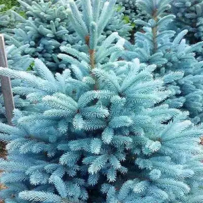 Ель МАДЖЕСТИК БЛЮ колючая в Жодино