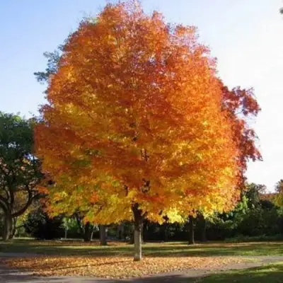 Клен серебристый в Жодино