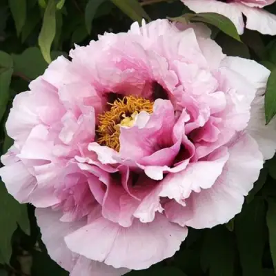 Пион РОЗОВАЯ РЕКА древовидный в Жодино