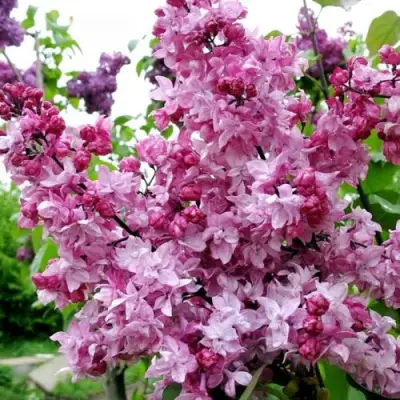 Сирень ОЛИМПИАДА КОЛЕСНИКОВА в Жодино