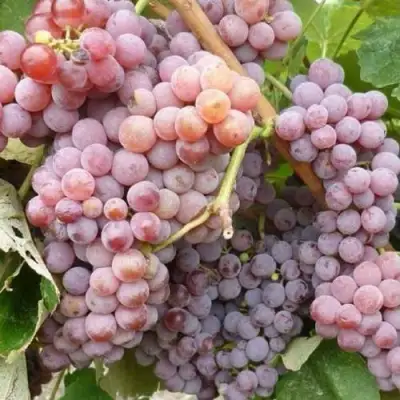 Виноград РИЛАЙНС ПИНК СИДЛИС в Жодино