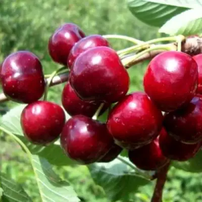 Вишня ВЯНОК в Жодино